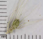 Japanese bristlegrass